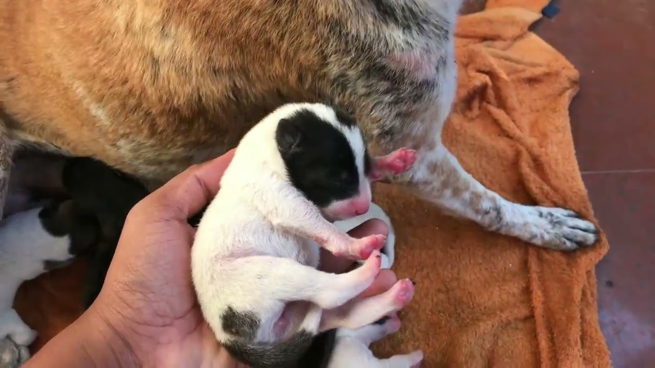 Щенки родились день назад и до сих пор вместе. 70