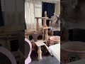 ライブ配信ハイライト