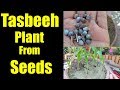 How to Grow Tasbeeh Plant From Seeds || Beautiful Seeds