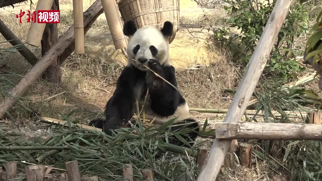 日本白浜野生动物园向成都大熊猫繁育研究基地赠送纪念碑