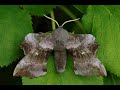 Open Day Moth Trap - July
