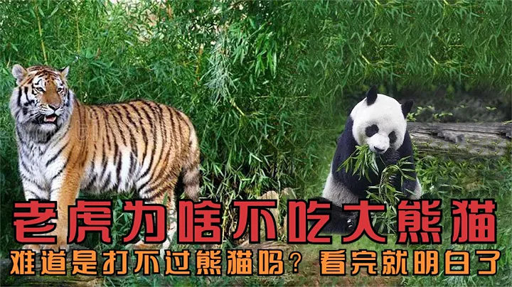 老虎和狮子为何不吃大熊猫？难道是打不过熊猫吗？看完就明白了 - 天天要闻