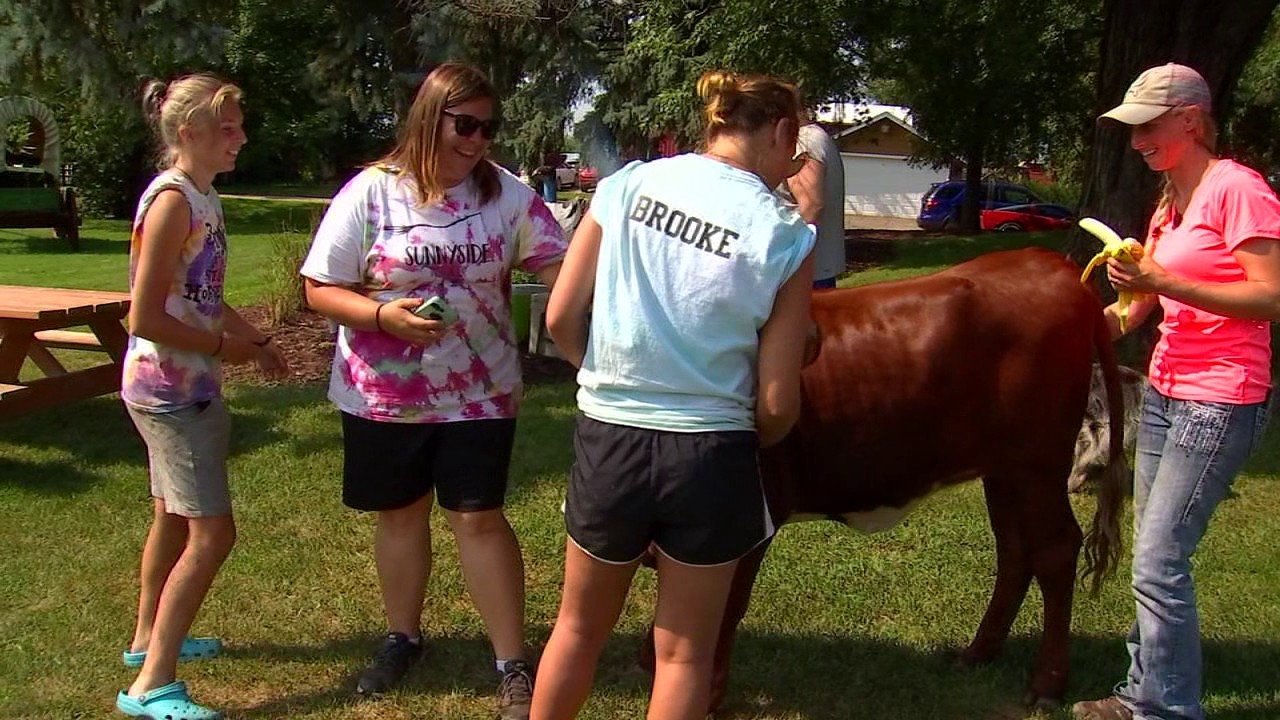 minnesota news shooting Barnyard diva Minny Moo the cow celebrates her first birthday
