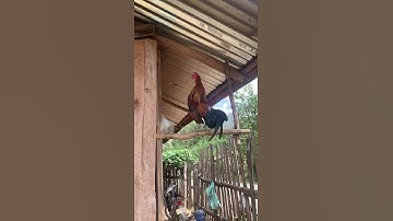 muag qaib dib qua zoo heev 100%