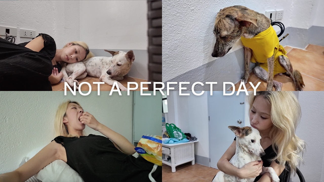 うまくいかない日｜保護犬と暮らすリアル