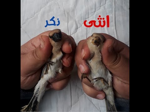 الحسون الصحراوي كيف تميز الذكر عن الانثى تغريد الحسون الصحراوي روعة مع شرح مفصل