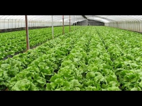 iTipsi Budidaya Kangkung Darat iOrganiki Yang Menguntungkan iTipsi Budidaya Kangkung Darat iOrganiki Yang Menguntungkan