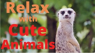 Enjoy scenes featuring cute animals with calming, relaxing music. some
can be dangerous, others are just adorable. relax and unwind soft
music wildl...