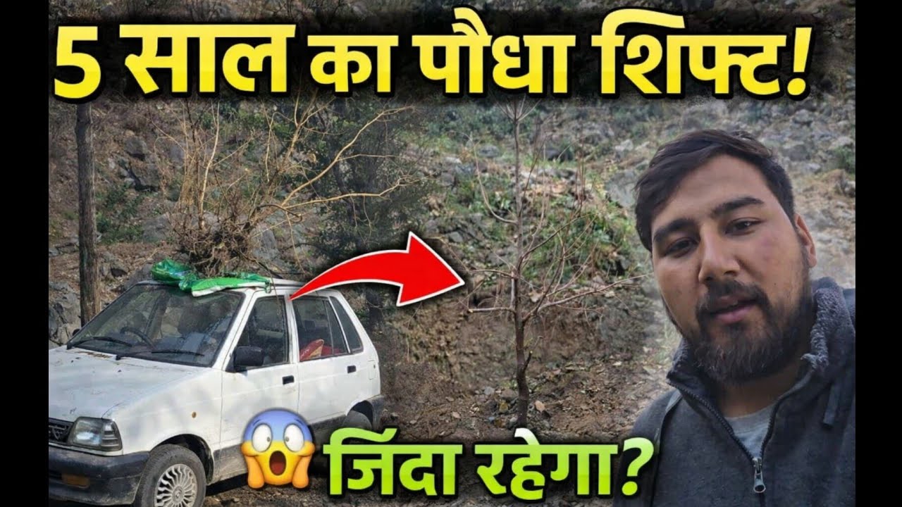 “5 साल पुराना जापानी फल का पौधा ट्रांसप्लांट किया 🌱 | क्या ये जिंदा रहेगा?”(Part-1)