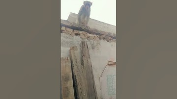 monkey #monkey #funny #video #viral #yoitubeshorts #monkeyvideo #tranding #vlog #monkeylove #majak