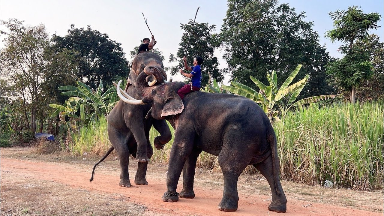 ซ้อมการแสดงยุทธหัตถีแสงสีเสียงที่ปราสาททนง‼️🐘