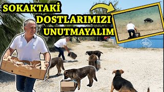 Sokaktaki̇ Dostlarimizi Unutmayalim Kaburgaci Yaşar Usta