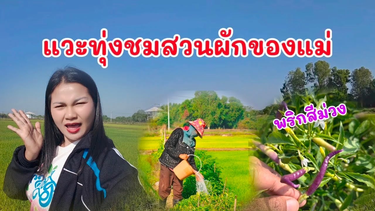 แวะทุ่งนาชมสวนผักของแม่ พริกแปลก‼️สีม่วง💯😅😅