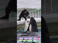 氷大好きラビーちゃん♥ #Shorts #鴨川シーワールド #シャチ #orca #kamogawaseaworld