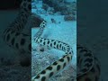 Spotted Snake Eel Slithering On Sandy Sea Floor Naturesounds Eel Oceanography Marinemagic