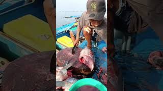 Witness The Skill Of This Young Man Cutting Fresh Tuna On The Beautiful Beach