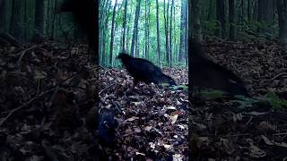 Celebrity Turkey Vulture Chase Net Worth
