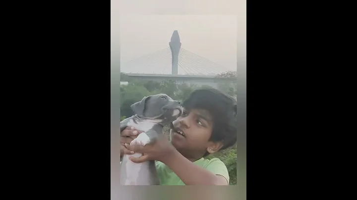 Introducing my brother Thor the AmericanBully||Thor||