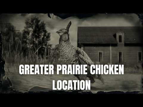 Baby Chicken Rdr2 RDR2 Greater Prairie Chicken Location | Animal Locations - YouTube