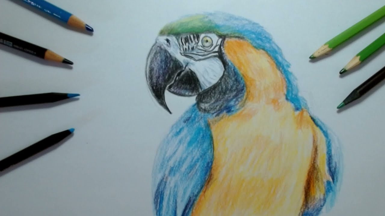 como desenhar uma ARARA