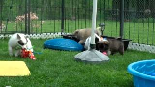 Icelandic Sheepdog Puppies - Wild Child by Russ Hansen 299 views 11 years ago 3 minutes, 33 seconds