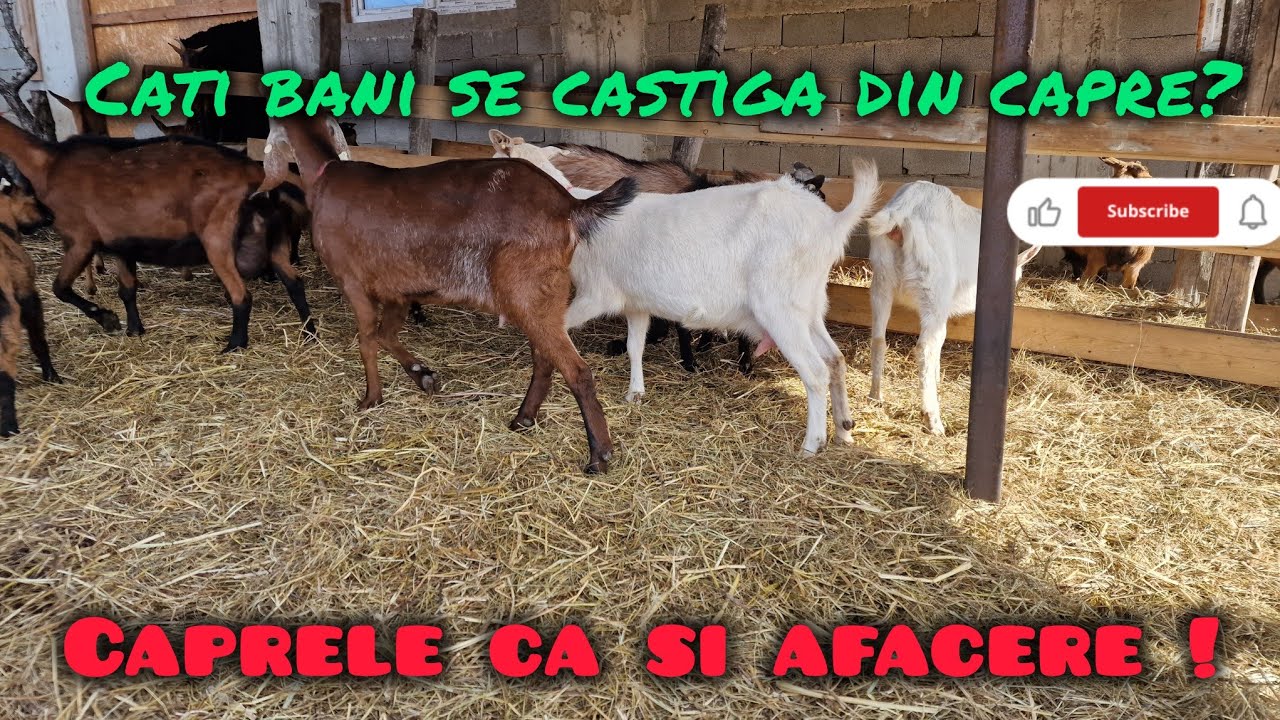 Cati bani se castiga din capre? / Caprele ca si afacere