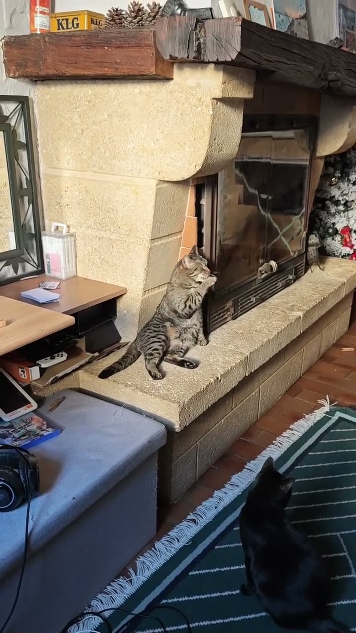 Top des vidéos très mignon petit chaton