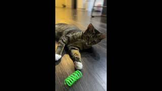 Tamale playing with her favorite spring toy by Me and My Best Friends 114 views 1 year ago 56 seconds