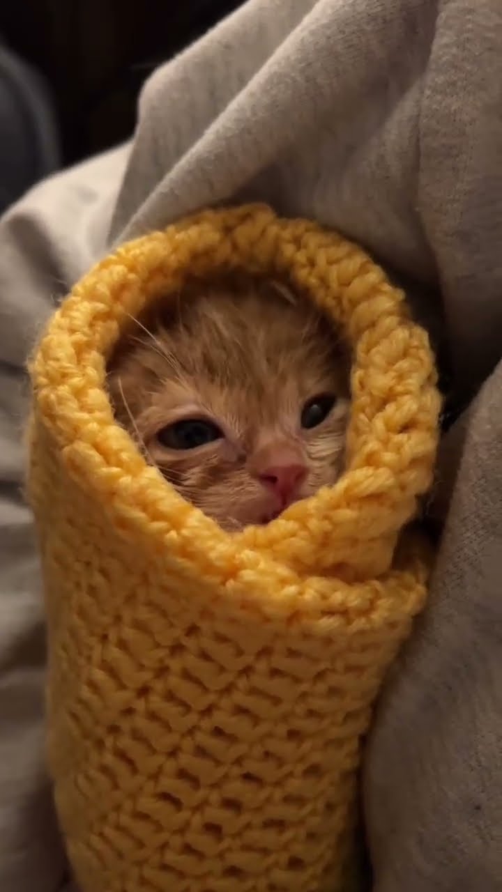 Bébé chaton très mignon ♥️ ♥️ ♥️ ♥️ ♥️ ♥️ ♥️