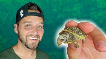 BABY ORNATE BOX TURTLE!!! (Unboxing & Enclosure Setup!)
