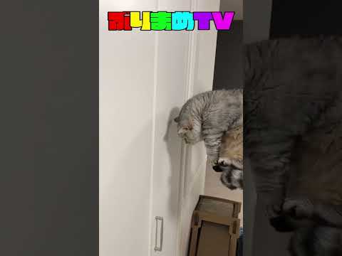 壁猫チャレンジ 壁にぶつかる前に手を付ければ賢い猫 Entry ぶり Shorts Youtube