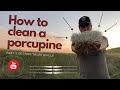 How to clean a porcupine | Part 3 "Getting those Quills"