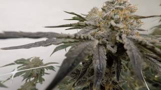 Led Grown Medicinal Garden........enjoy if you got a minute