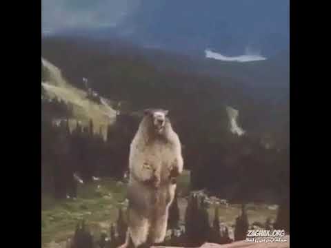 میم داد زدن موش خرما