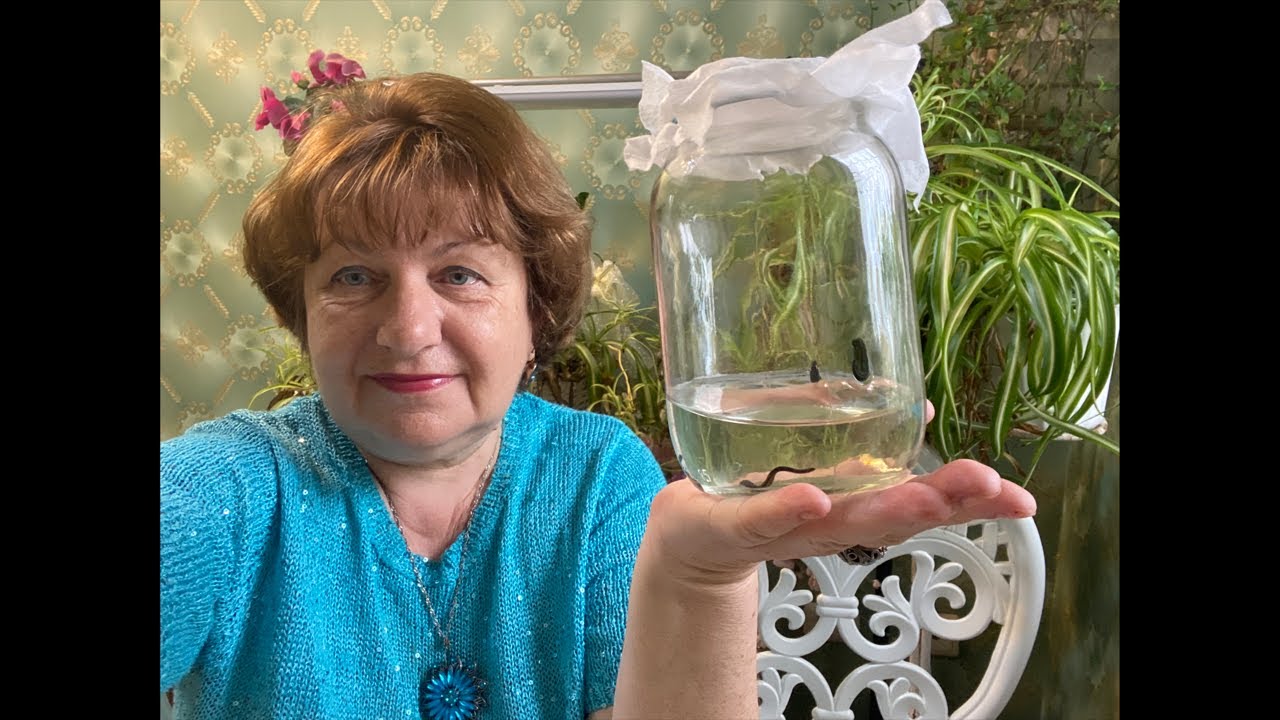 Пиявки , целители