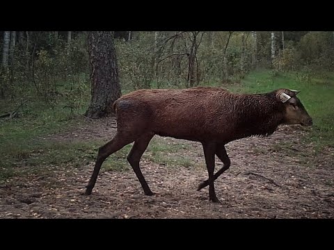 The Hummel: A Stag Without Antlers
