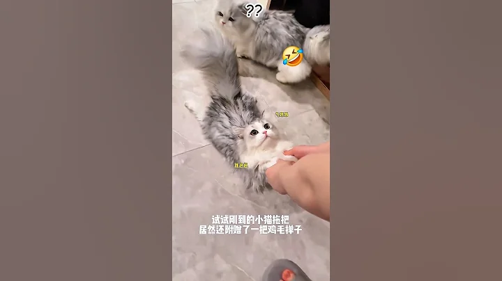 Video 11320251: kitten cutecat funnycat, funny cats adorable kitten, cats compilation cute funny, funniest cutest cats