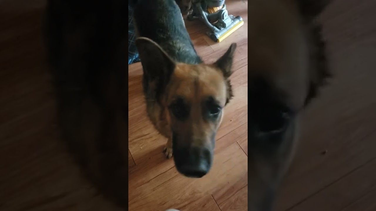 cats getting acquainted with dogs