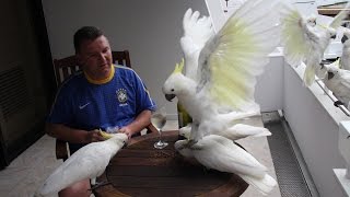 Попугаи Какаду 2. О. Хайман, Большой Барьерный Риф, Австралия. Parrots Cockatoo 2.