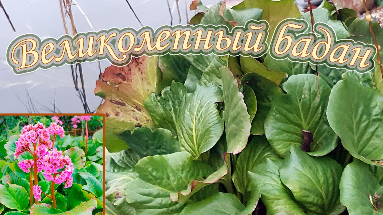 Жігітпен жыныстық қатынасты қараңыз