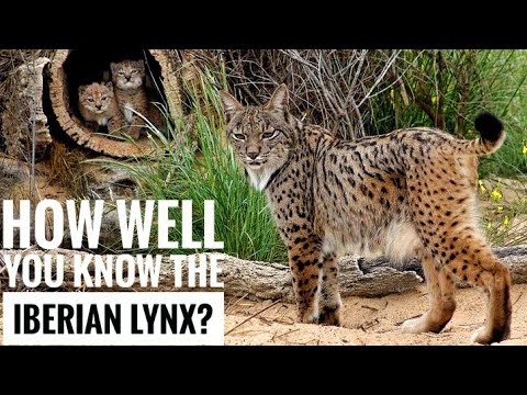 Video: Spanish lynx: features of the species