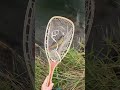 Brookie Stud takes Hopper - Wisconsin Driftless