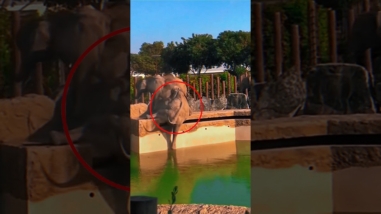 Bullied for Being Different, This Elephant's Secret Talent Changed Everything 🎨🐘