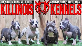 EXTREME AMERICAN BULLY PUPPIES FOR SALE FROM THE WORLD FAMOUS KILLINOIS KENNELS!!!!! by KILLINOIS KENNELS 24,549 views 6 months ago 33 minutes