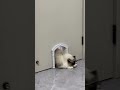 Silent Cat Door With Window🌕 #cat #cutecat