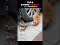 RANKING FUNNIEST CAT MOMENTS