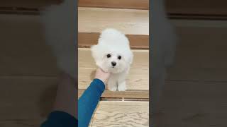 Puppy Lab)퍼피랩 미니비숑 빅터왕자님!