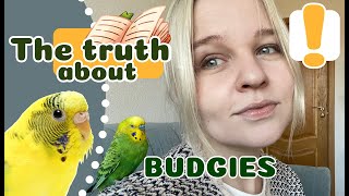 20 Facts you NEED to know before owning a BUDGIE!