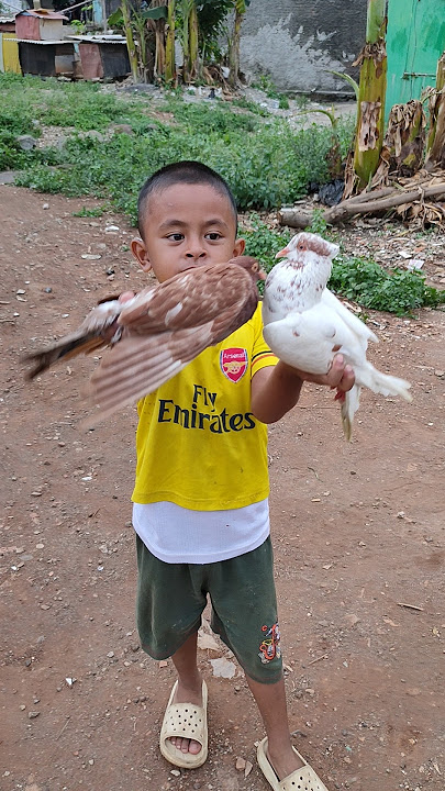 Cara giring burung dara