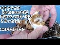 オオクワガタ飼育【鬼太GIZMO血統】　菌糸ビン1本目へ投入と思ったら⁉